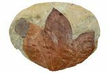 Plate with Two Fossil Leaves (Two Species) - Montana #270997-1